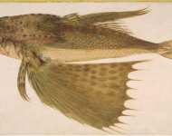 Ligozzi Jacopo Fish Flying Gurnard - Hermitage